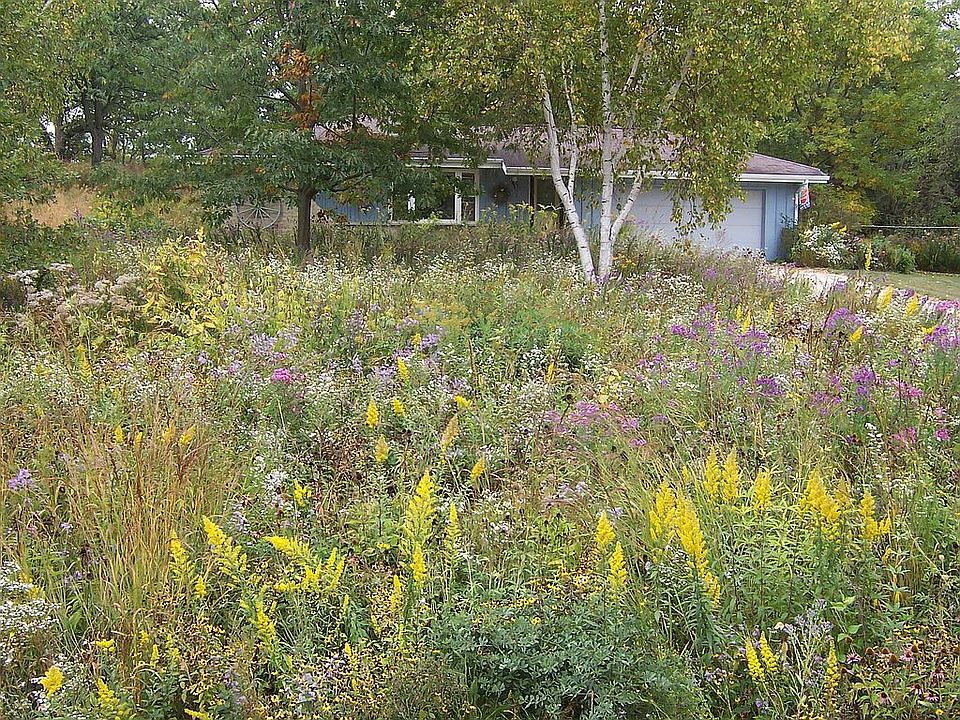 Wildflowers blooming in front of house in September