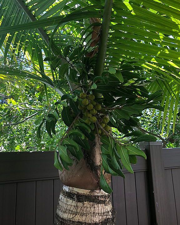 Beautiful mature Palm Trees 