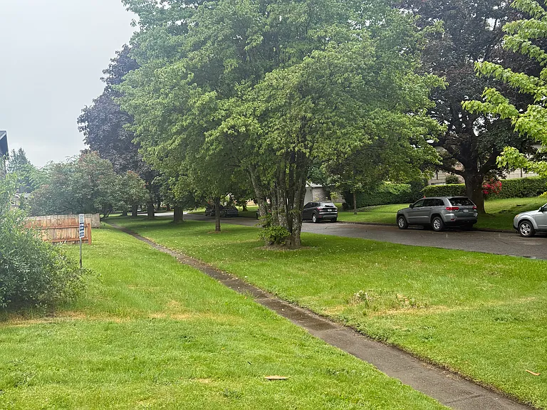 Lush, tree-lined street