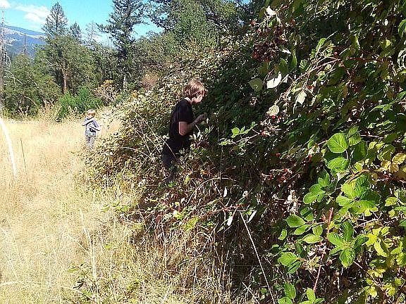 Picking blackberries