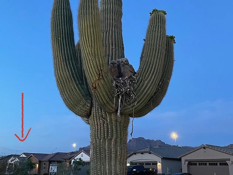 Baby Owls in the park
