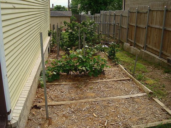 Blackberries & Grapes