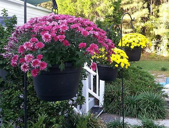 Back deck area