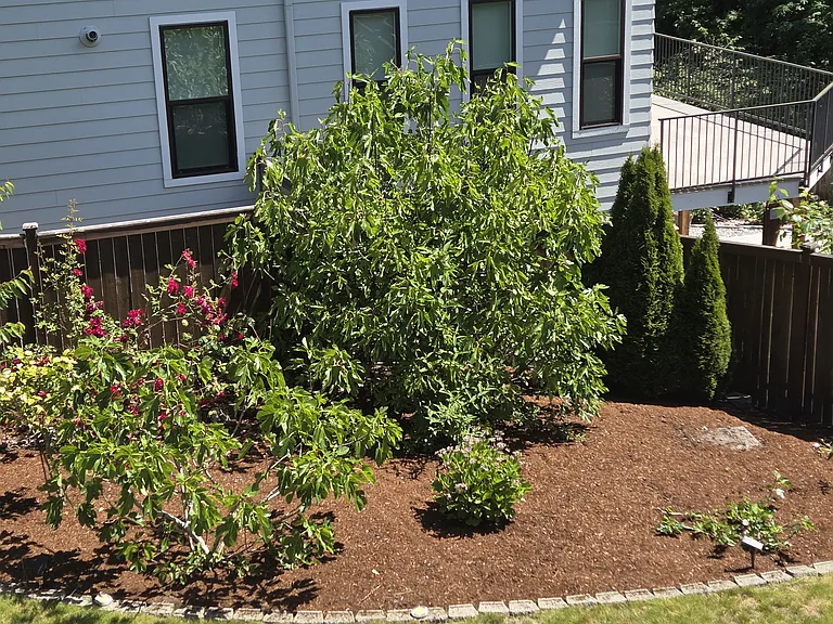 Fenced backyard