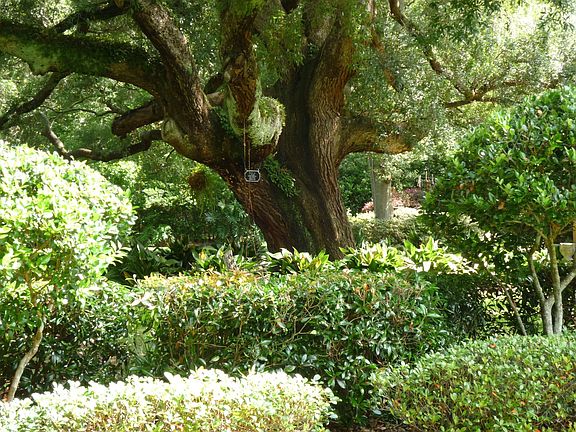 500+year Live Oak