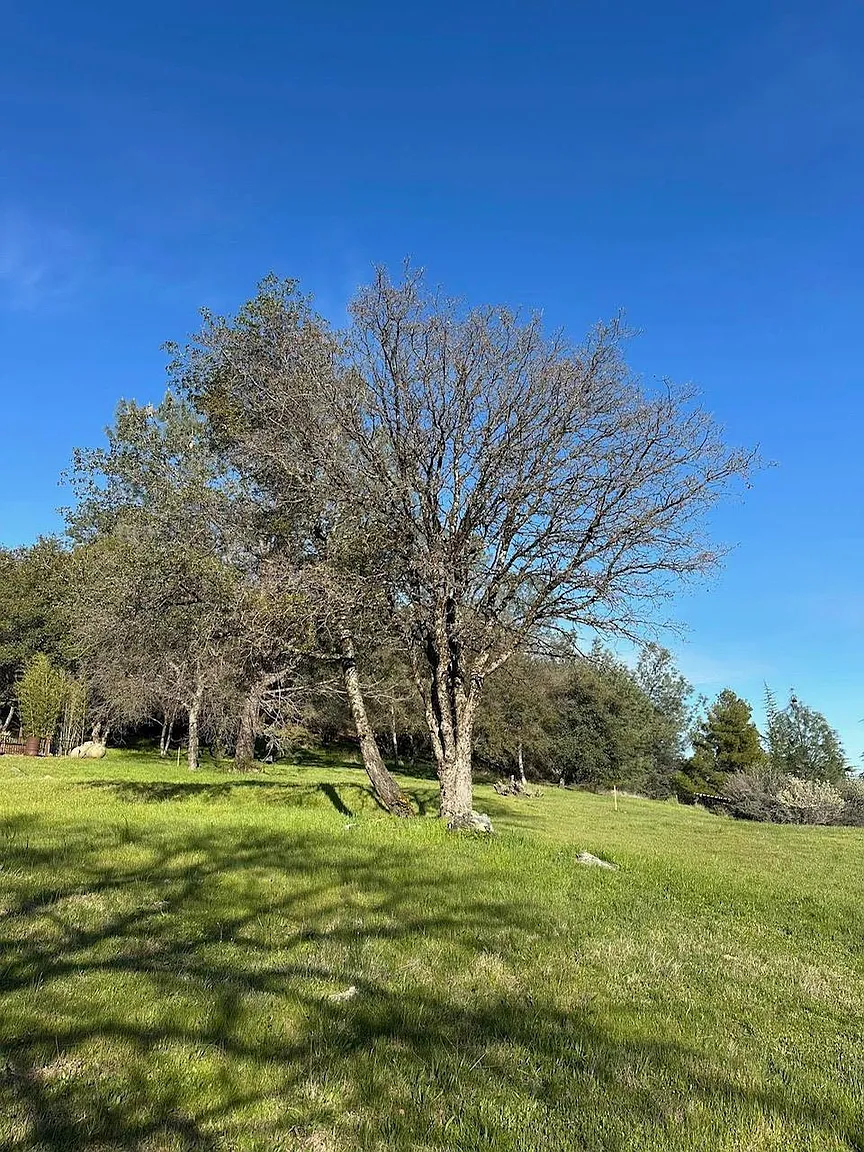 1470 American River Trl photo 1