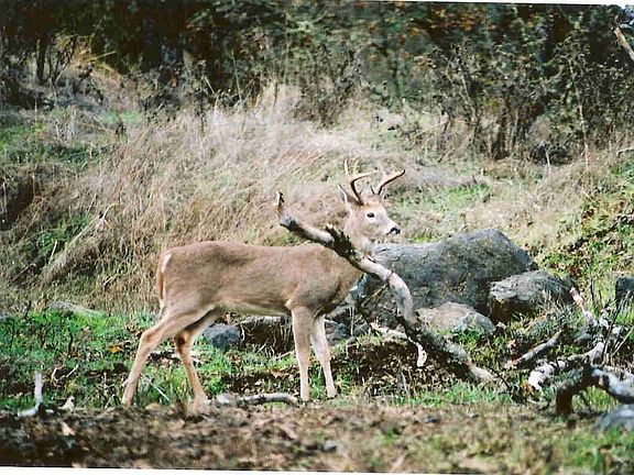 back yard buck