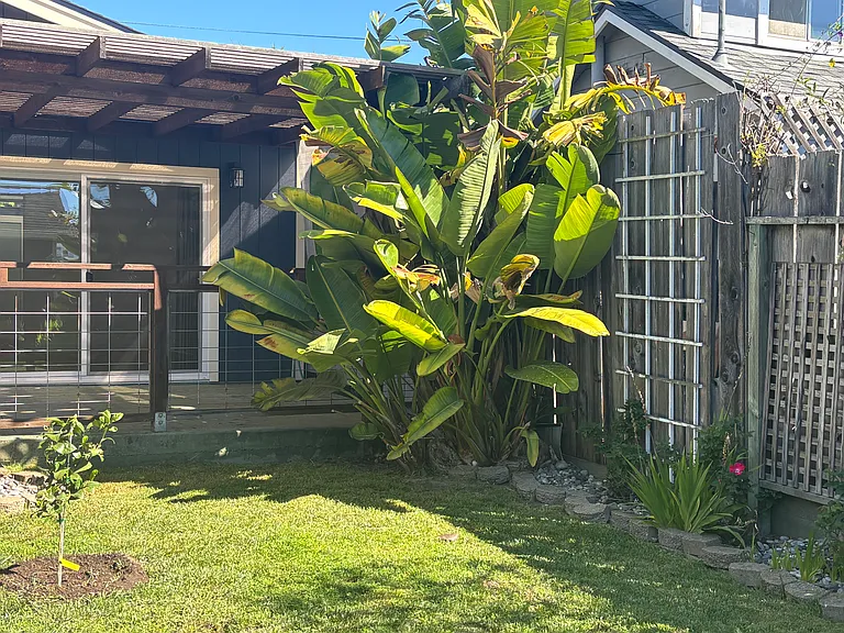 back yard