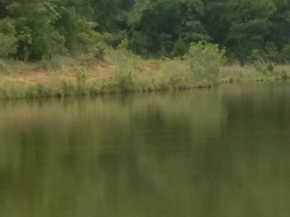 Pond