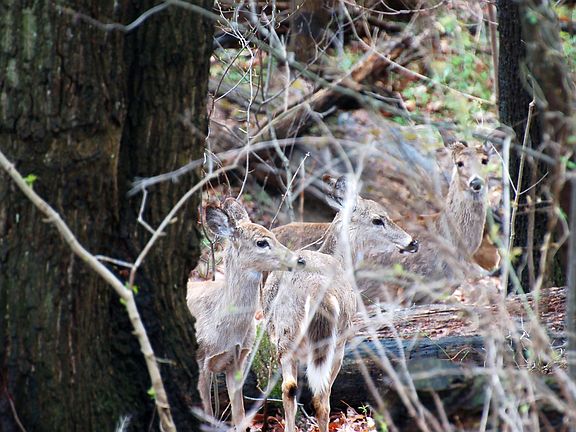 BkYrdCrittersx3 Owner Taken.