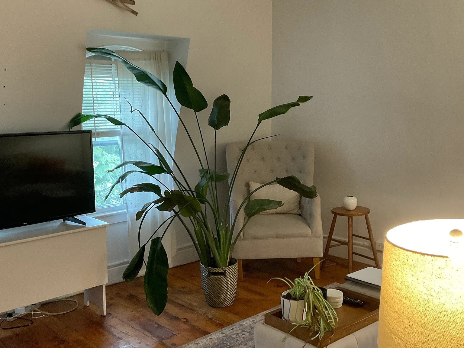 1 bed, 650 sqft, $1,600 — Photo 4