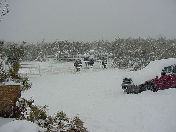 Horses