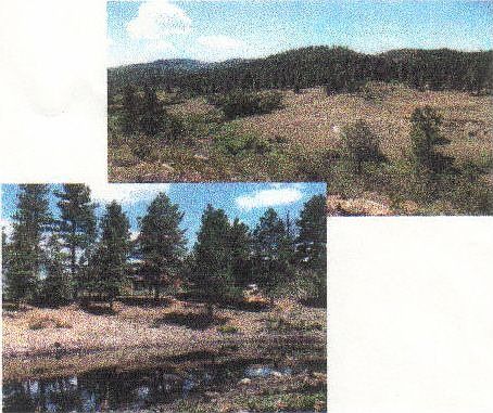 Pond 