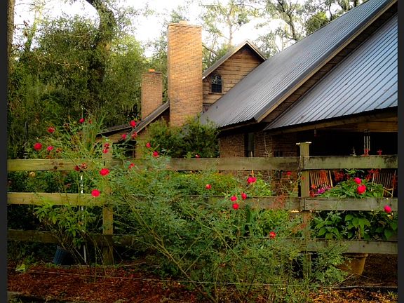 Spring Roses in bloom