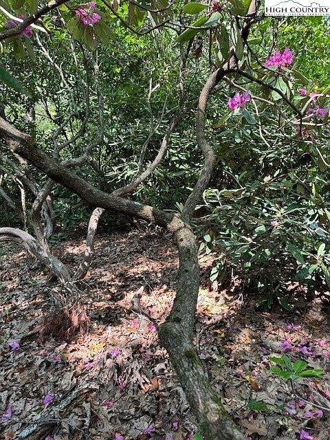 2nd image of 110 Pond Creek Lane