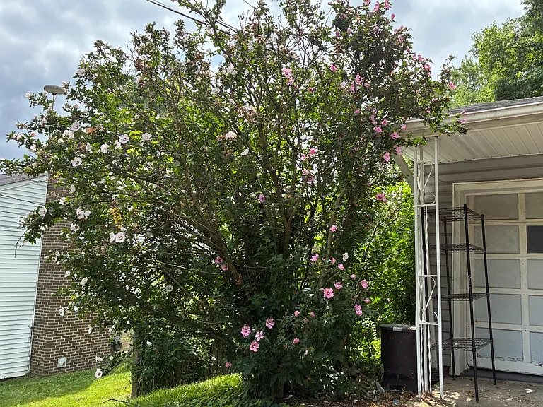 Rose Sharon off garage - beautiful