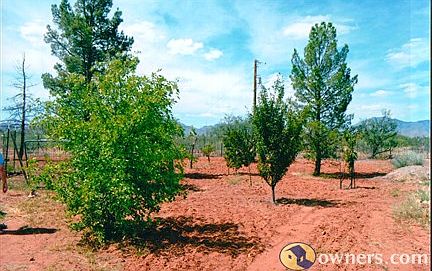 Shade and Fruit Trees