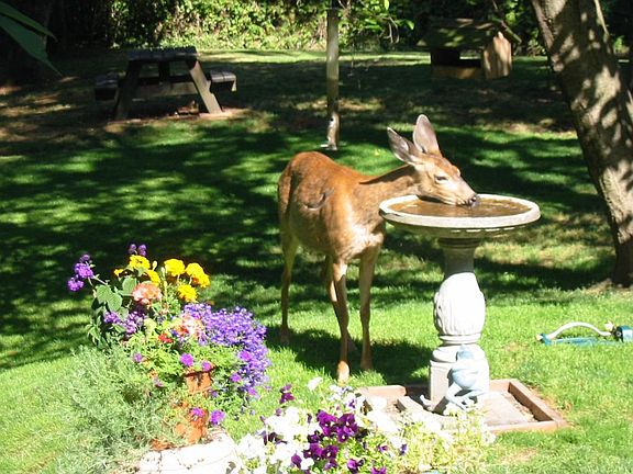 Deer Visits for Drink