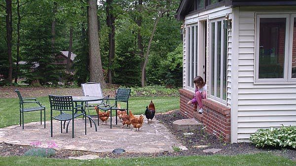Ellen feeding neighborhood chickens on back porch