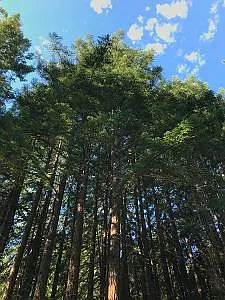 Canopy of redwoods on property