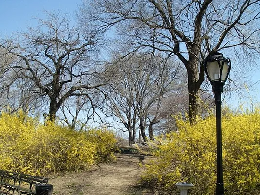 Rented by Citi Habitats | media 30