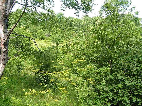 4th image of 646 COUNTY HIGHWAY 41