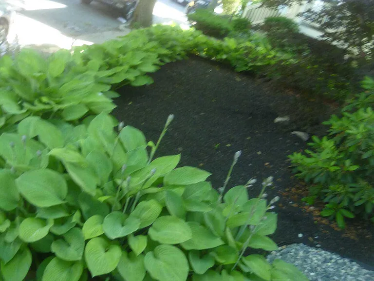 Hobson St — Photo 14