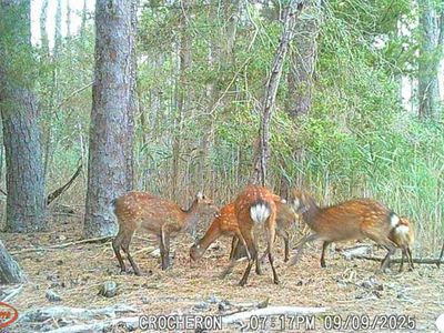 Brady Todd Rd, Crocheron, MD, 21627