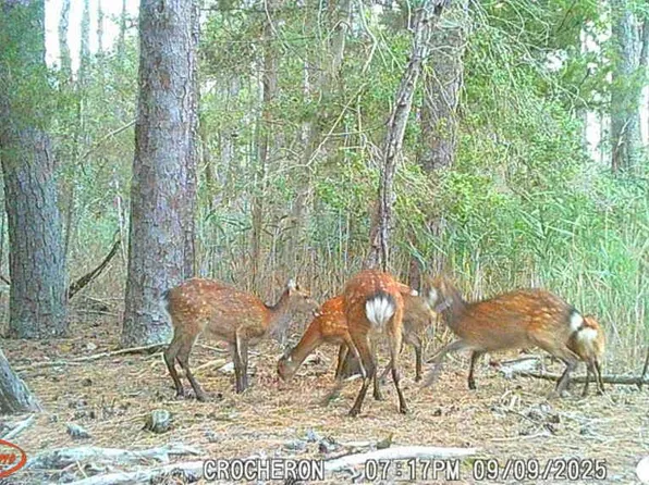 Brady Todd Rd, Crocheron, MD 21627