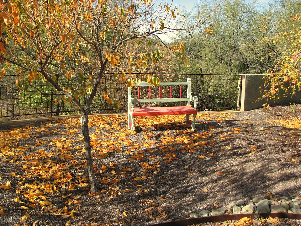 front yard in fall