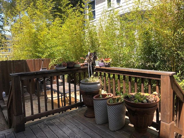 Deck and Side Yard
