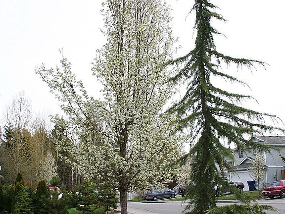 Mature Landscaping
