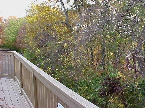 Wooded View from Large Deck