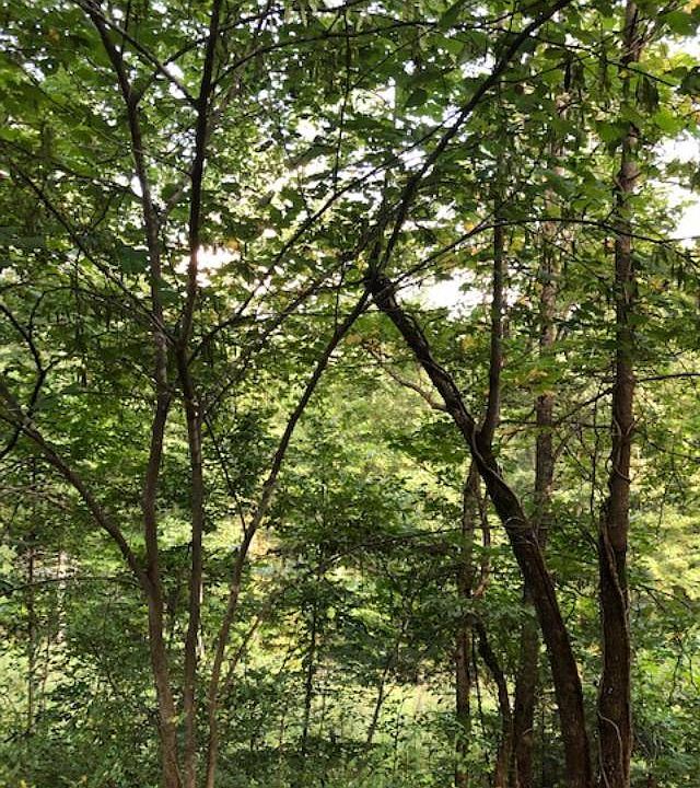 1000 McGinnis Rd, Grayson, KY 41143 MLS 11113248 Zillow