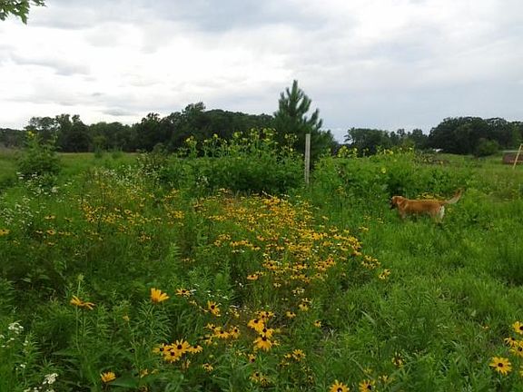 Natural wildflower Praire is beautiful