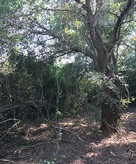 Manuel Rd — Photo 19