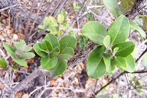 Liko leaves on a Ohia on lot 32.