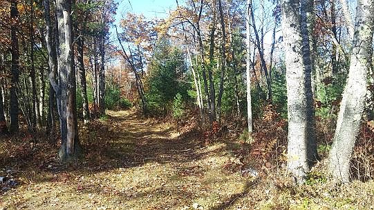 2nd image of Buckatabon Woods #8