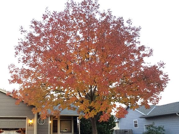 Front Yard Tree - Autumn
