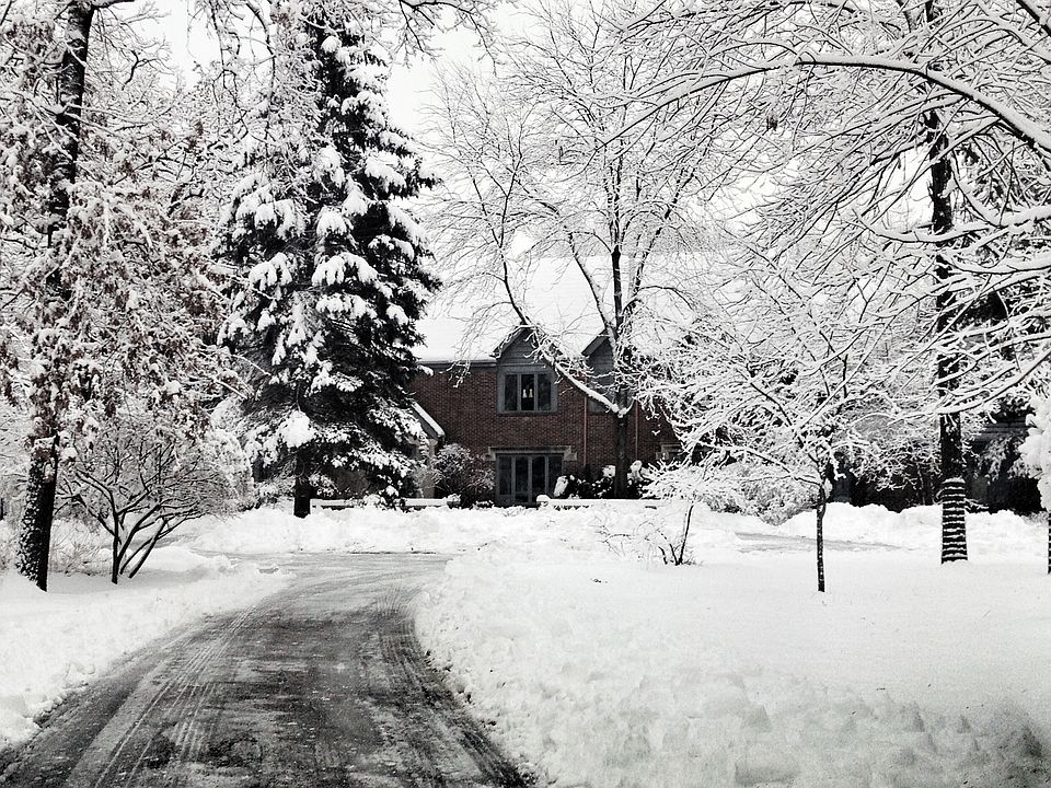 Winter in the woods. 