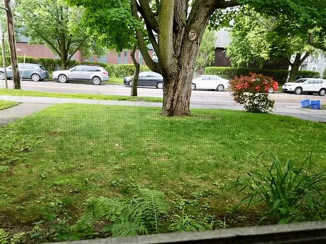View from living room window of your small yard space