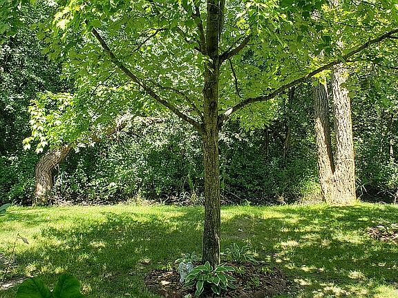 Back yard view