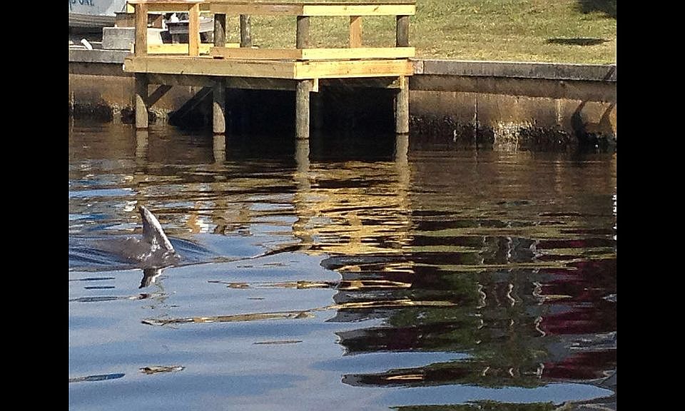 Taken from back yard