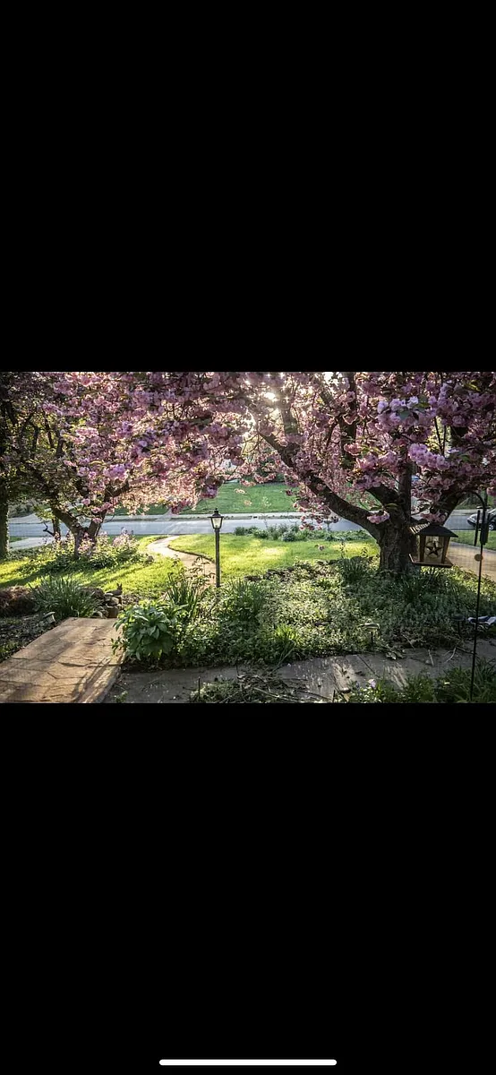 Gorgeous trees in Aptil - 215 W Avondale Dr