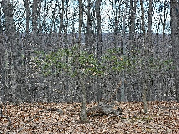 Estate Lot View to Valley