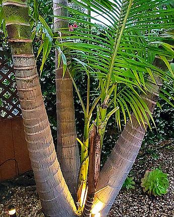 Large Palms inside garden