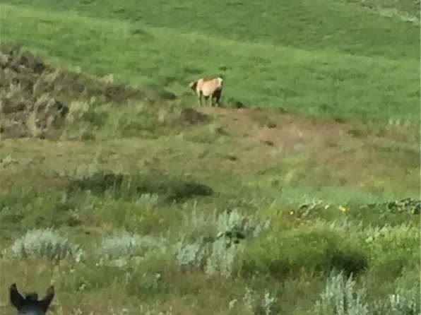 6707 Moser Dome Rd, Laurel, MT 59044