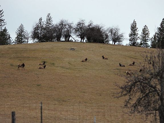 Elk Cows relaxing in pasture