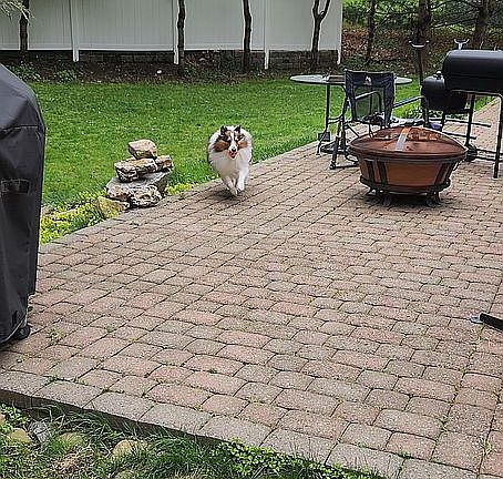 Patio and side yard with wal