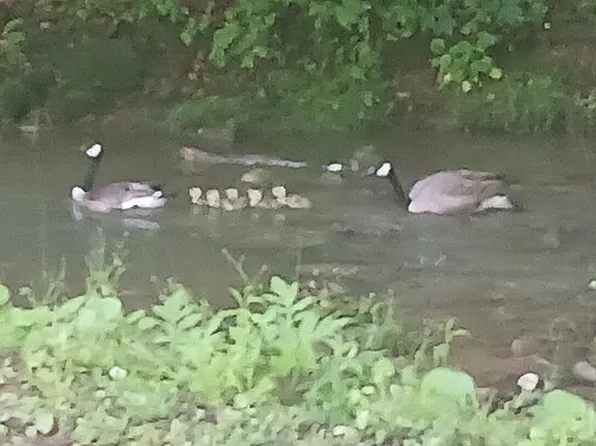 3456 Highway 11w, Blountville, TN 37617